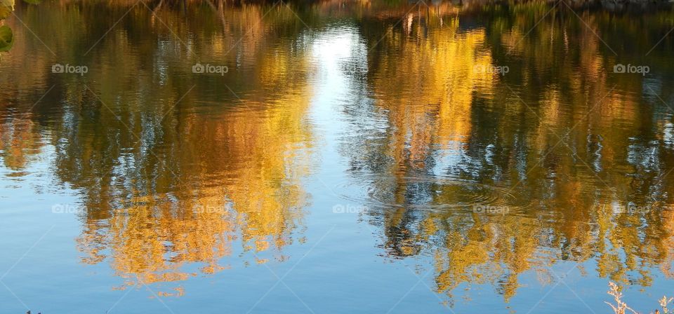 The fall leaves being reflected on the calm waters of a lake.