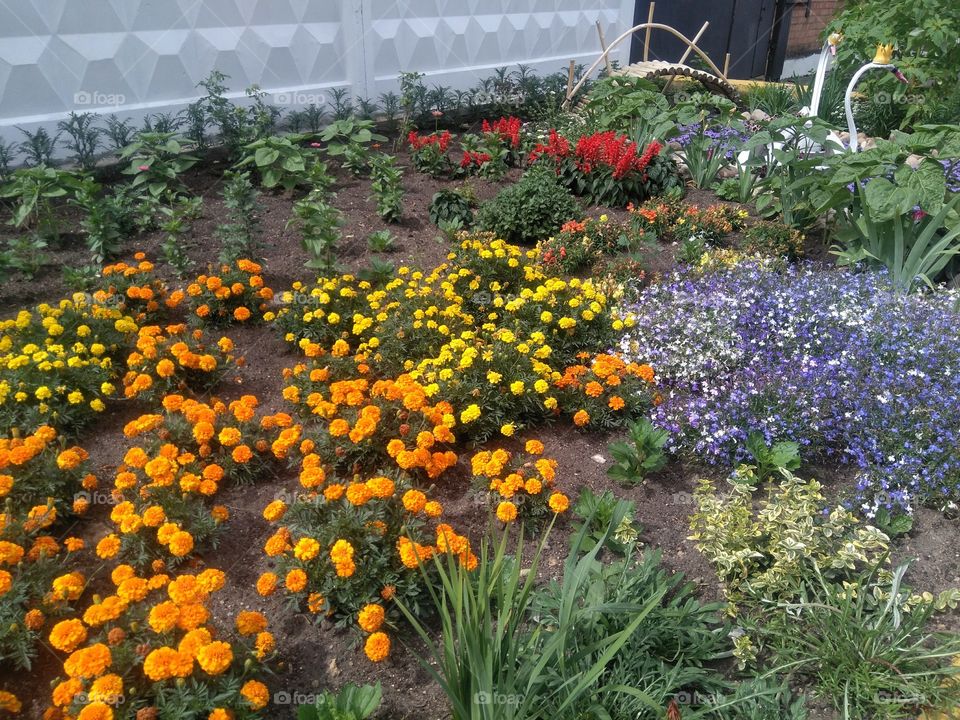 colorful flowers growing in the flowerbeds summer time street art