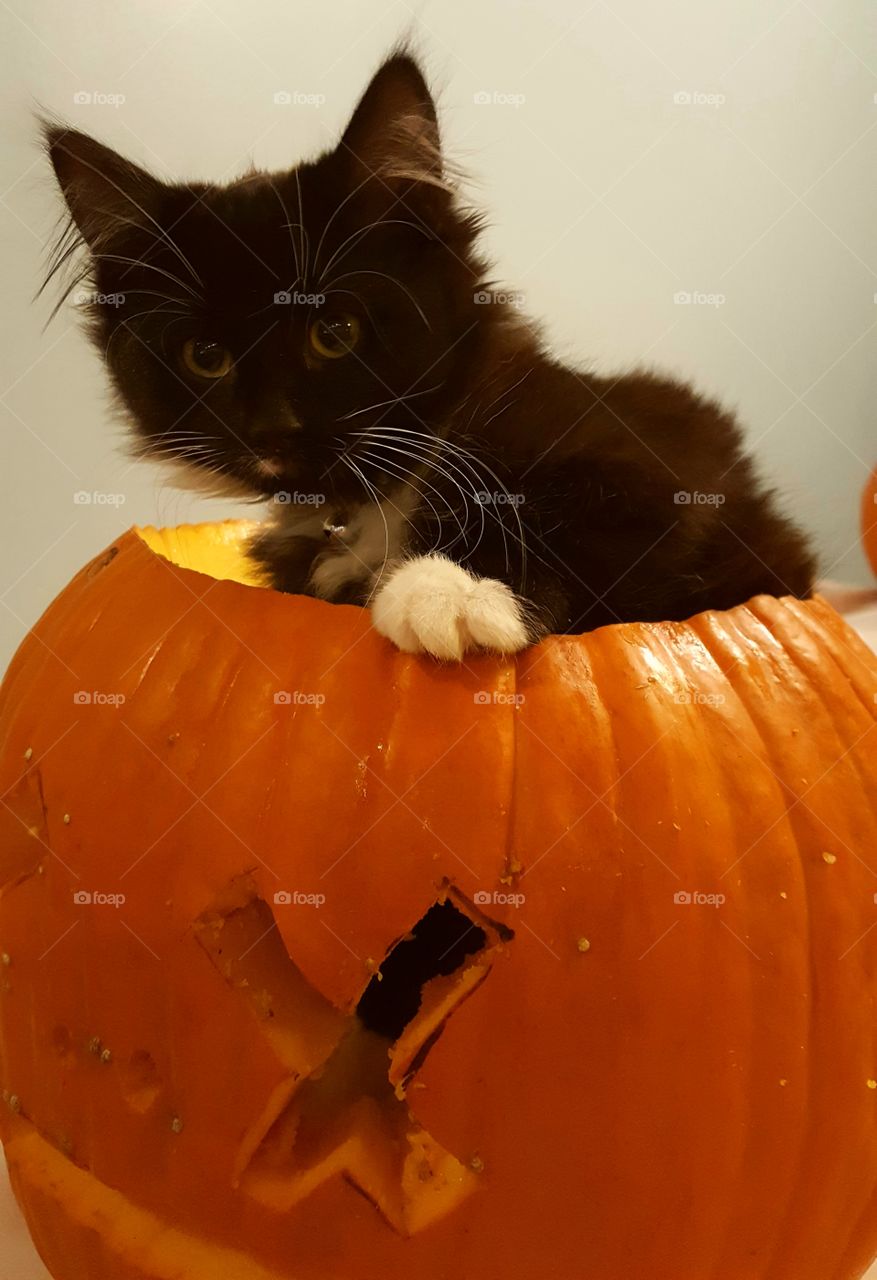Halloween Pumpkin Kitty