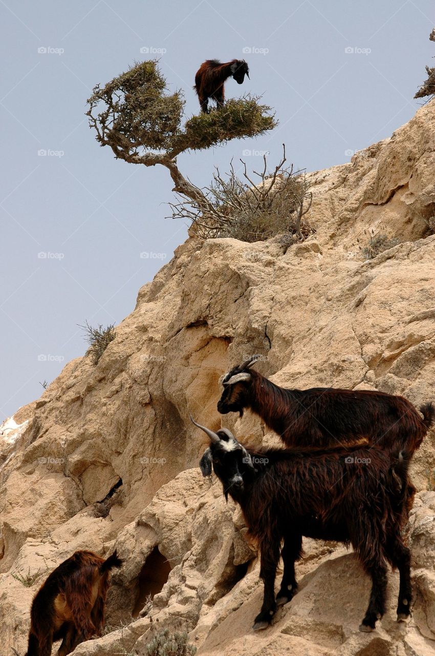 mountain goats in tree
desert Morocco
