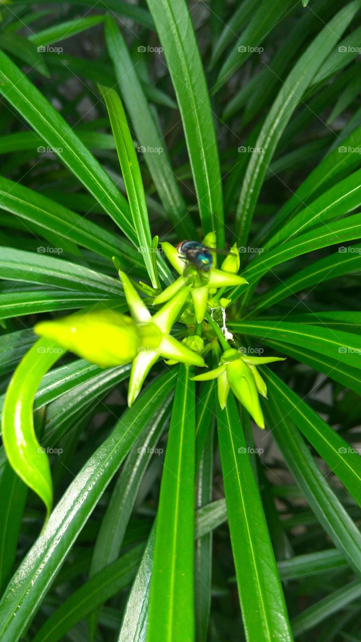 big fly in flowers buds