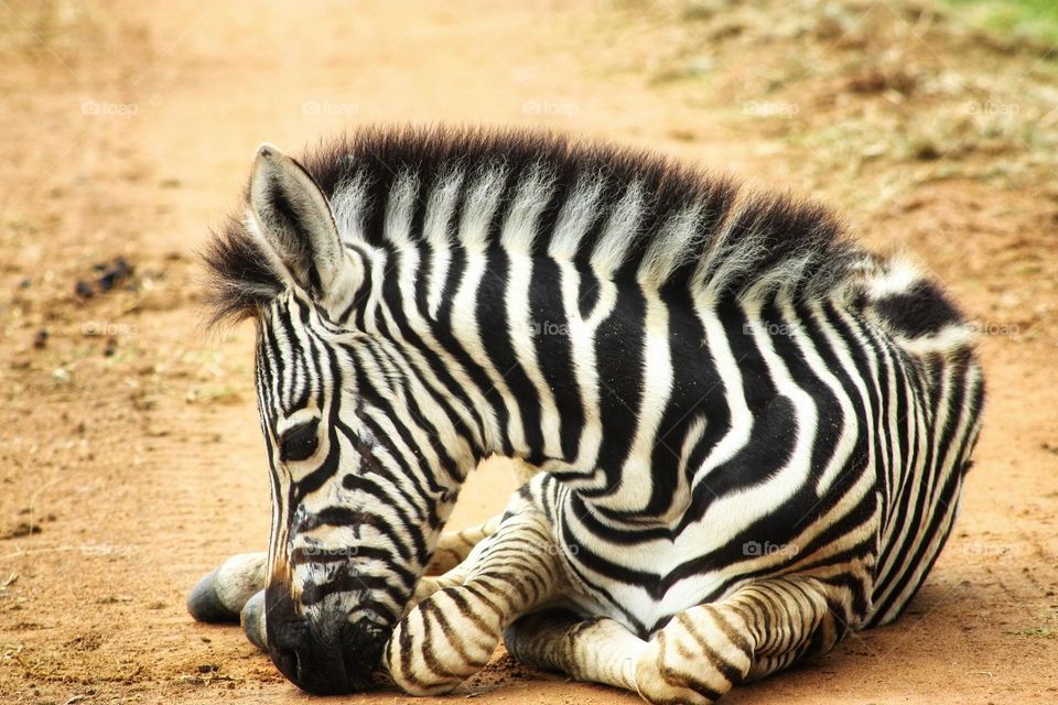 nap time little zebra