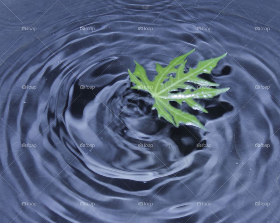 Grape leaves that float on the water
