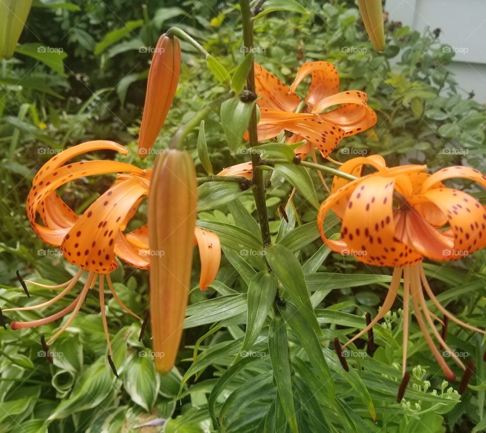 Tiger Lilies