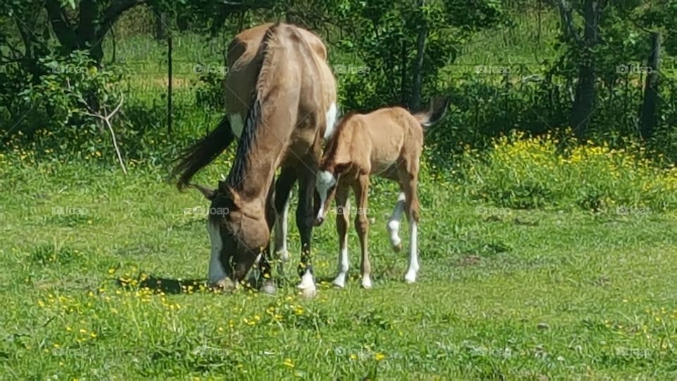 horses