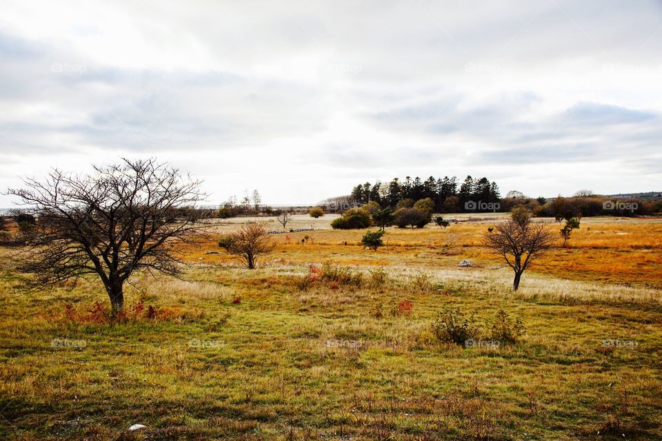 Landscape, Grass, Nature, Tree, No Person