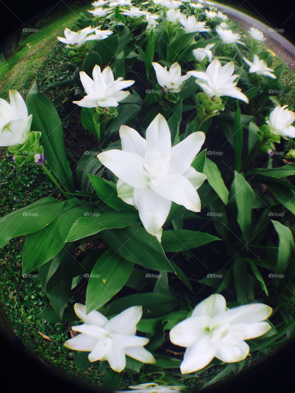 Beautiful white flower . Closeup beautiful fresh flower on outdoor background 
