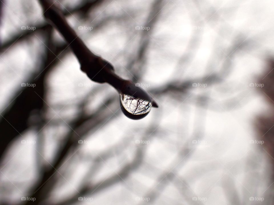 Ware Droplet on a Branch