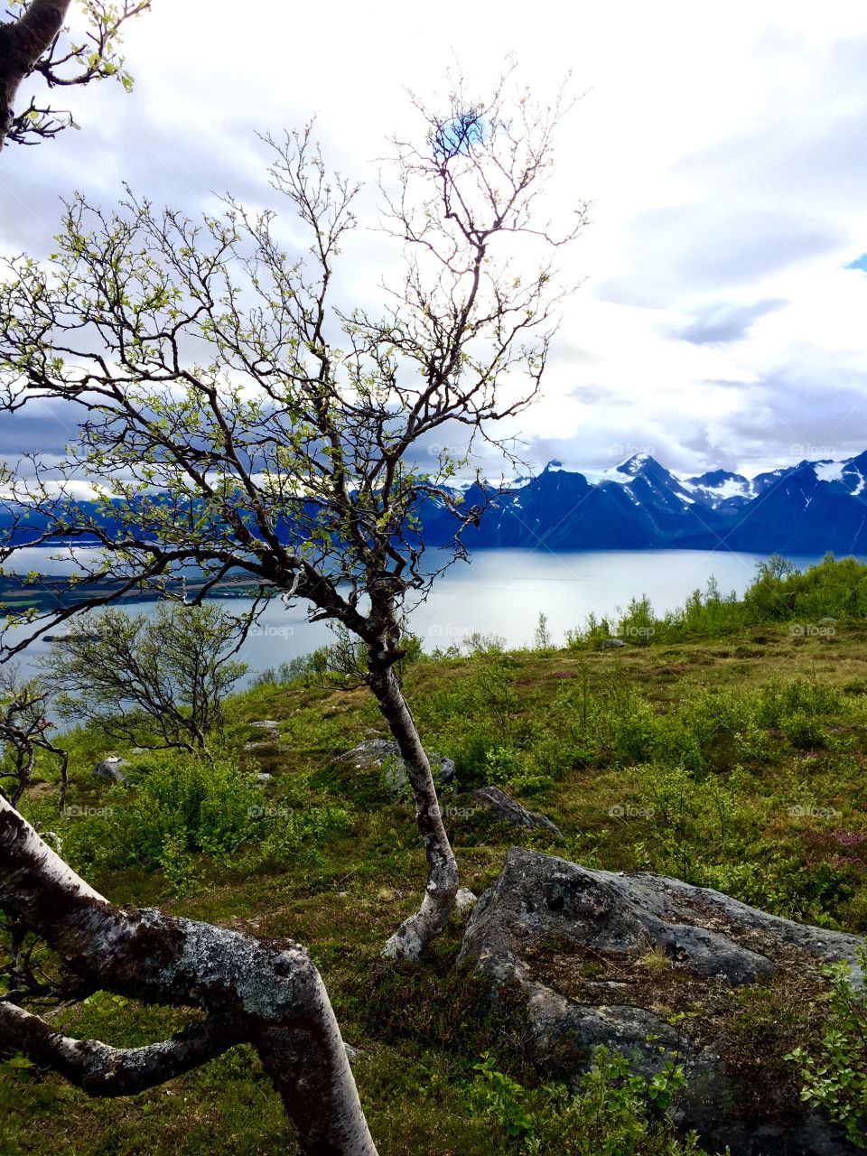 Norwegian fjord . Out hiking in beautiful Lyngen. Not many trees this high up. 