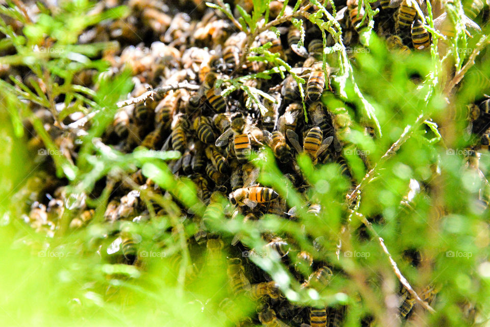 Swarming honey-bees