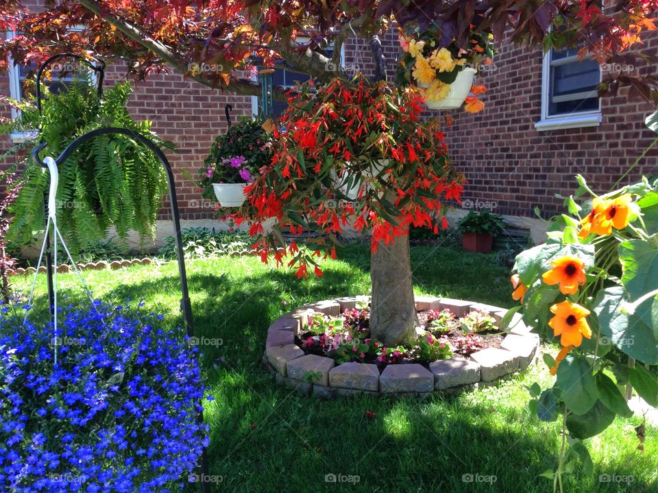 Close-up of flowers blooming in garden