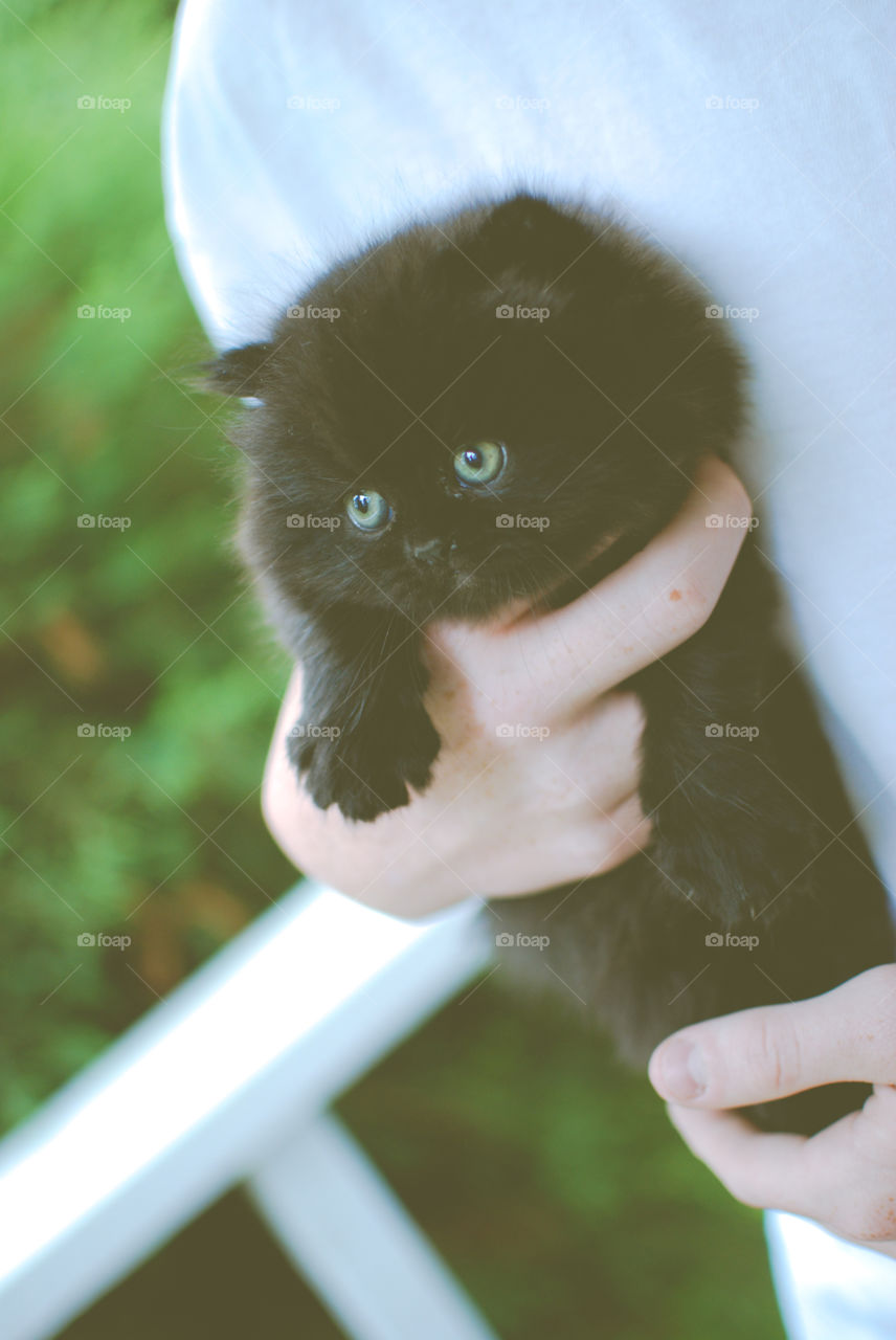 A hand holding a black persian kitten