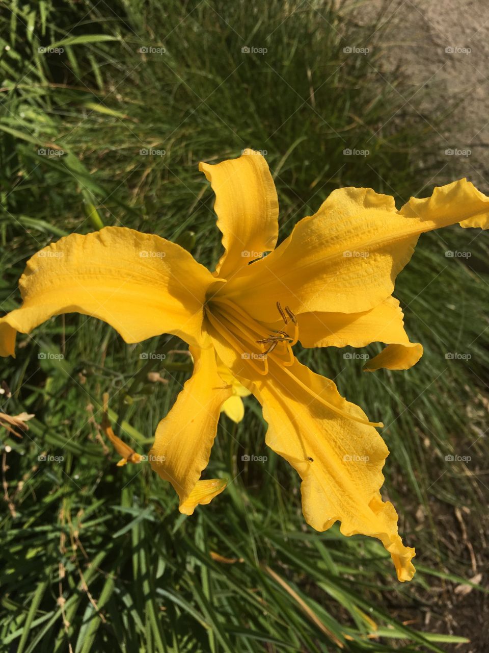 Yellow Lilly 