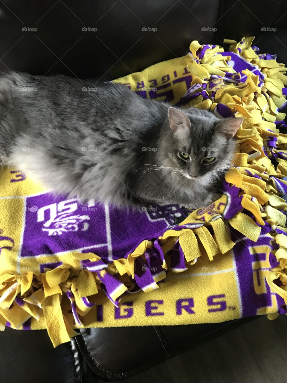 Mom and Dad have Teams to yell and scream at so I decided on which one that keeps us quiet. 