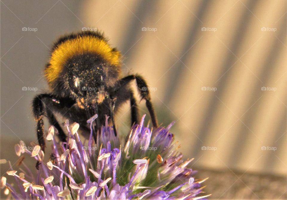 Busy (bumble)bee