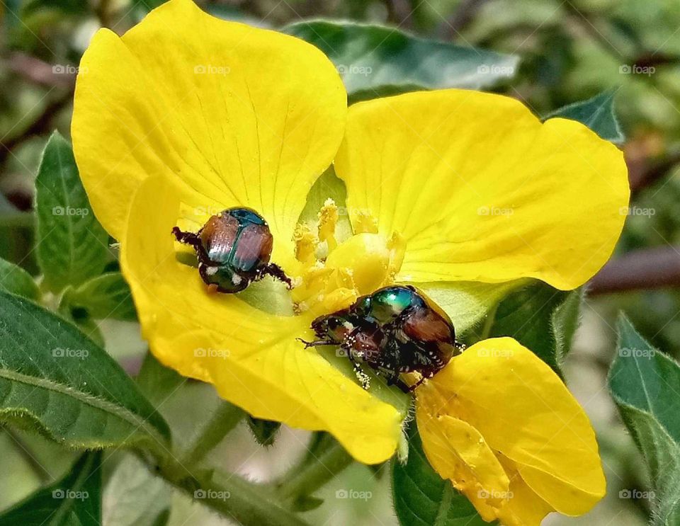 a photo of a flower covered in insects