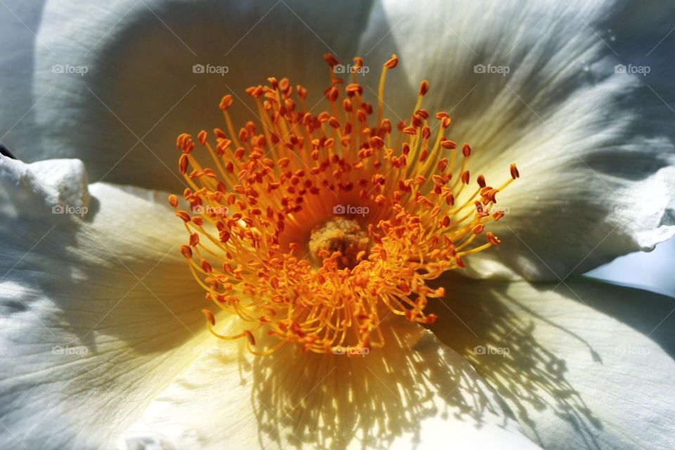 macro shot of a white flower 
