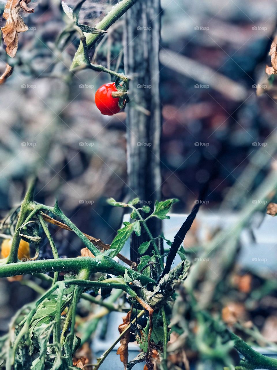 an tomato