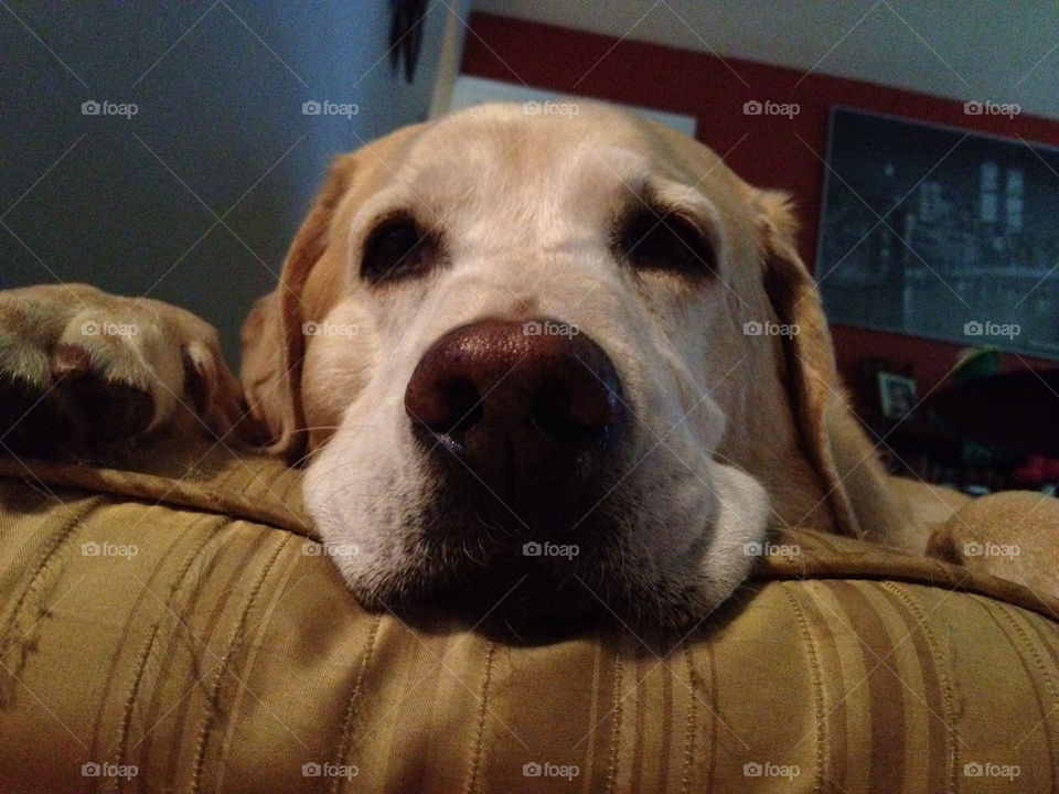 dog chilling out by getmeparu