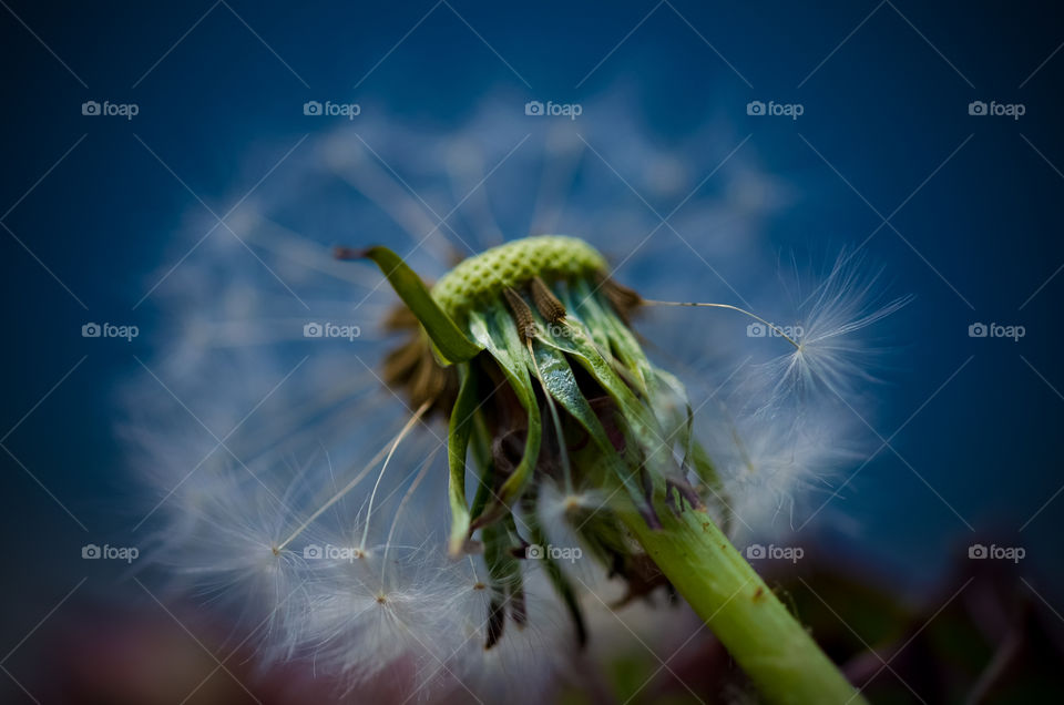 dandelion