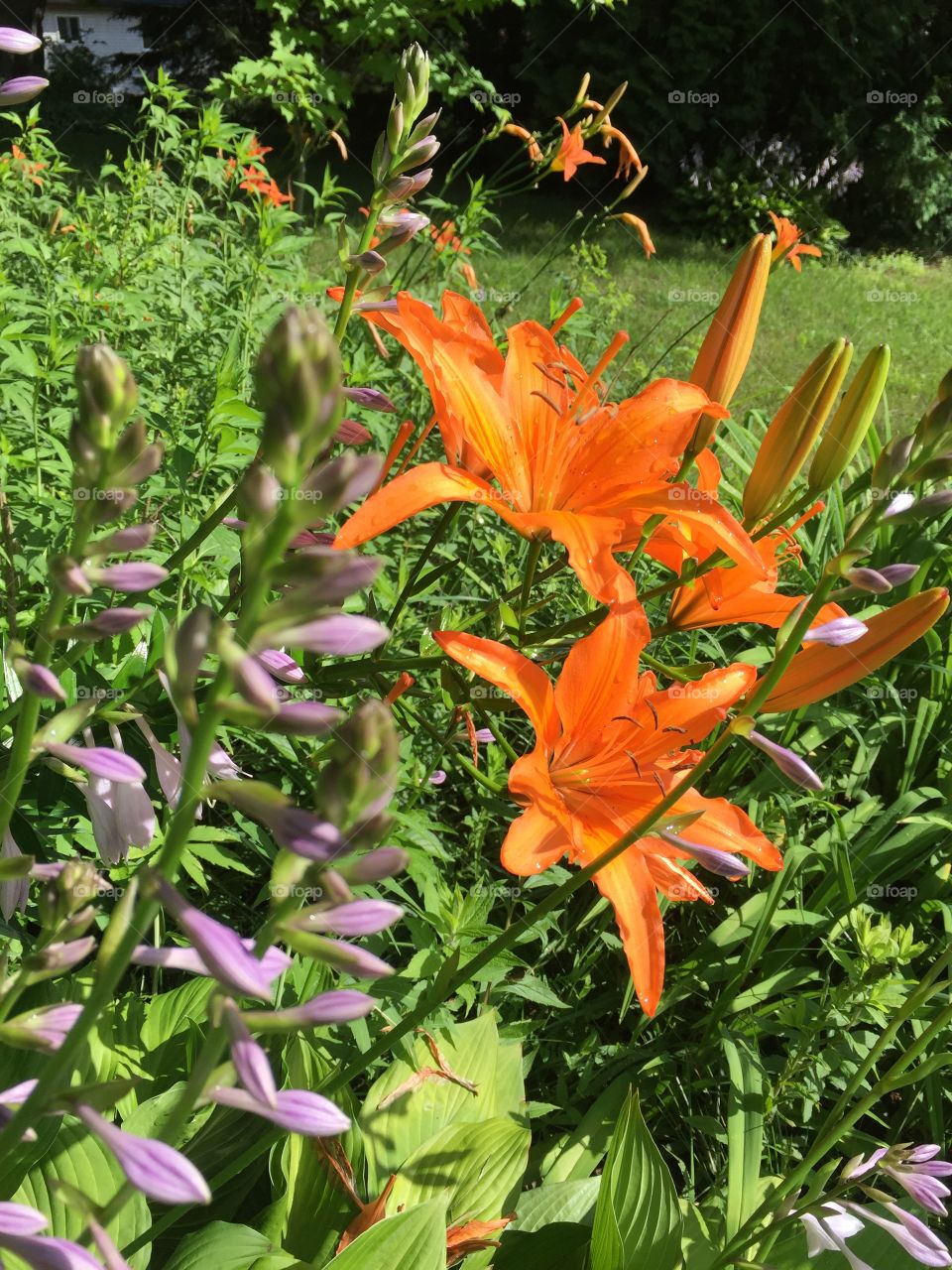 Orange wild lily