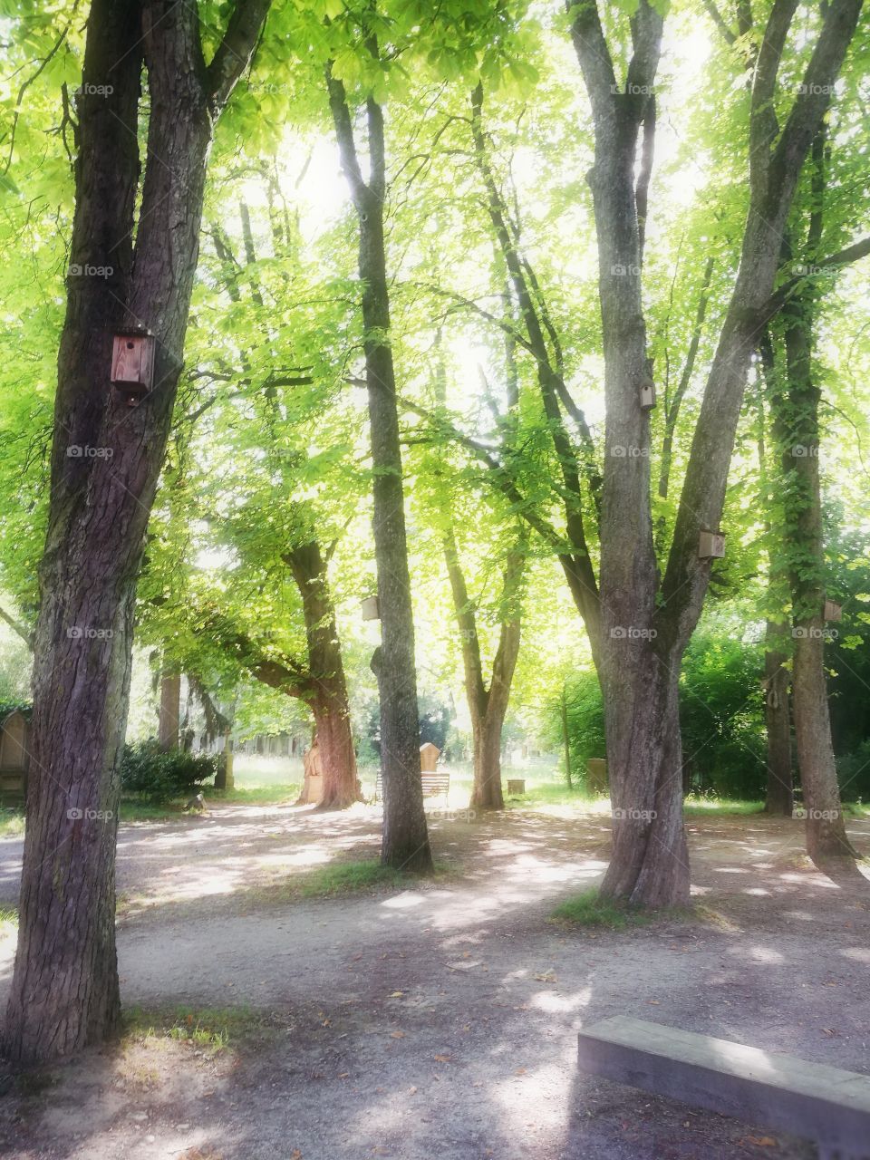 Chestnut trees in a park/ old cementry