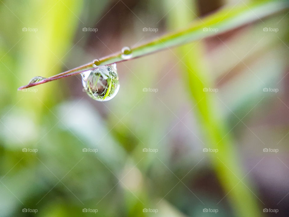 water droplet hanging on a blade of grass