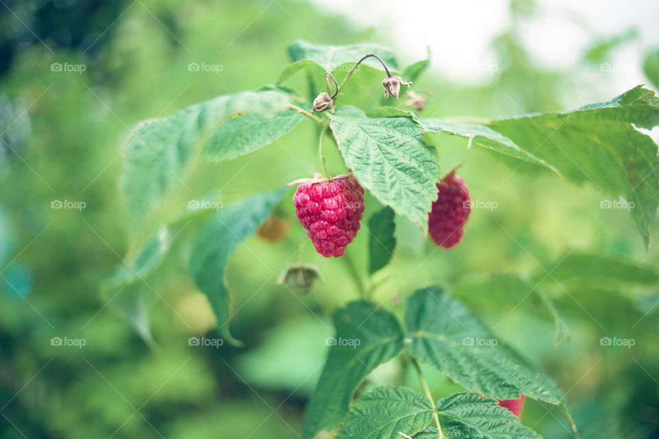 raspberries on a branch