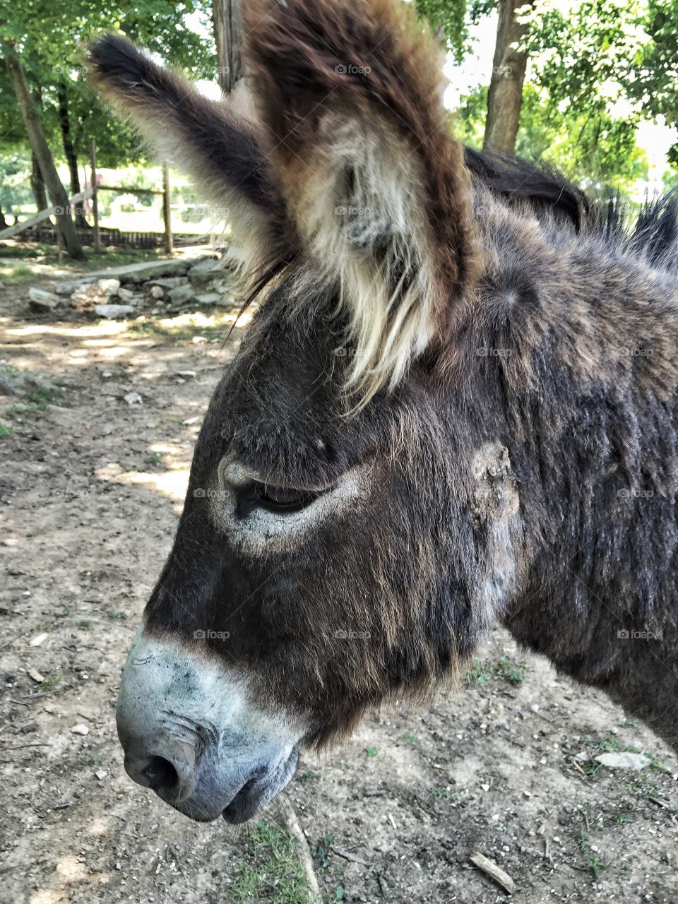 Sad Donkey