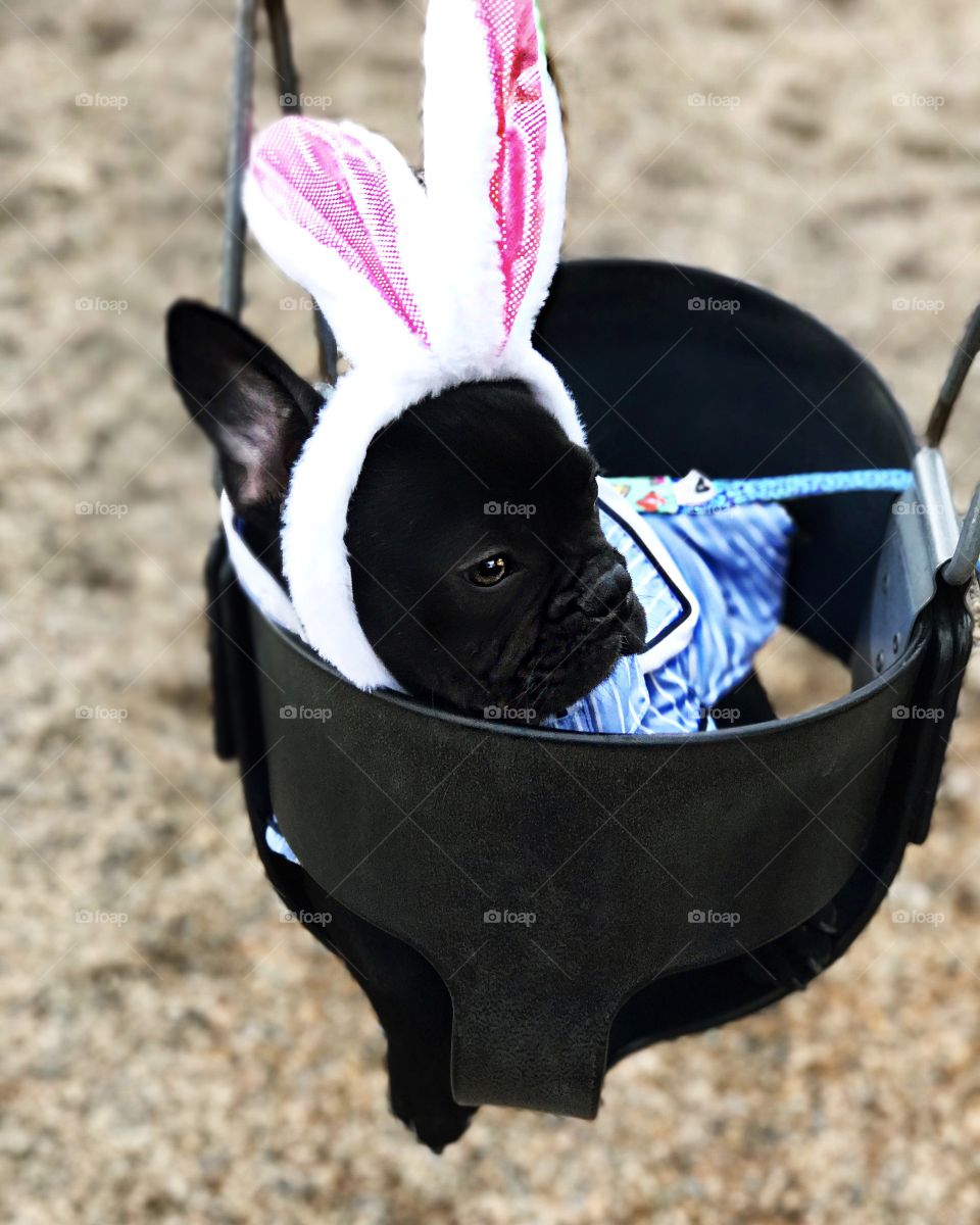 Easter bunny puppy