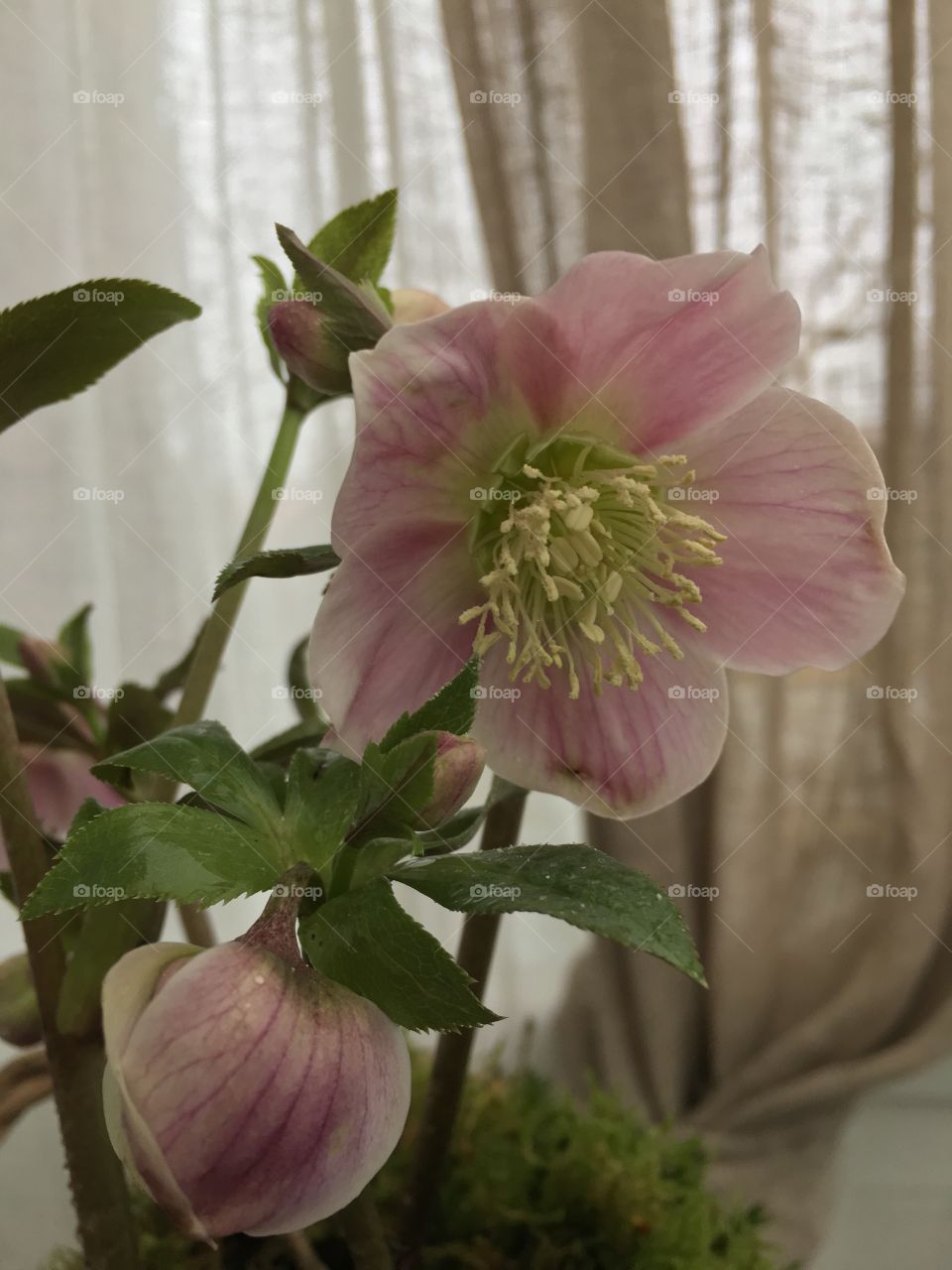 Helleborus Christmas rose 