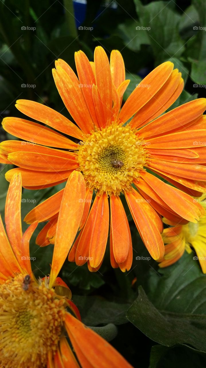 Orange Daisy. The many colorful colors make it unique.