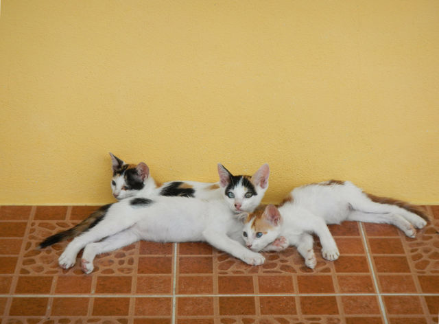 Three lying cats