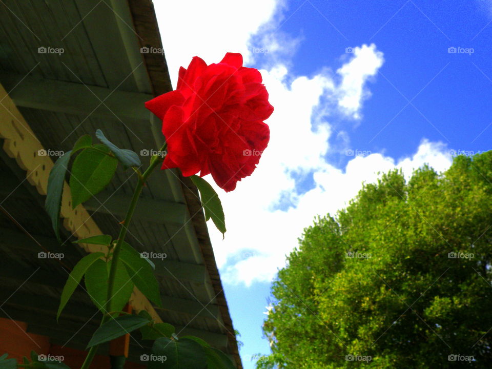 Rose and Sky. In the Caribbean walking along a nature trail