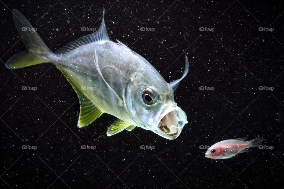 giant trevally with prey