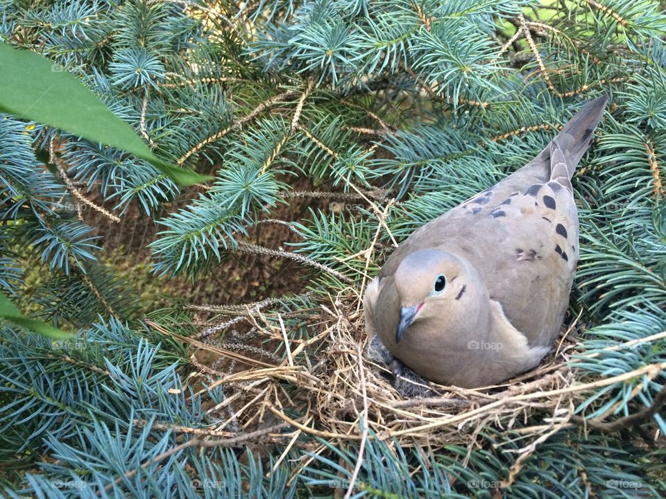 Nesting. Our friends had this beautiful dove sitting on her nest in their tree. She looked very peaceful sitting there.