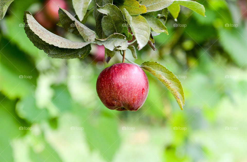 Red apple hanging from a lush green branch in the fall