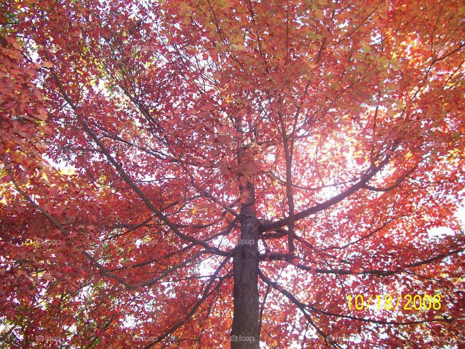 Beautiful fall colors - Maine