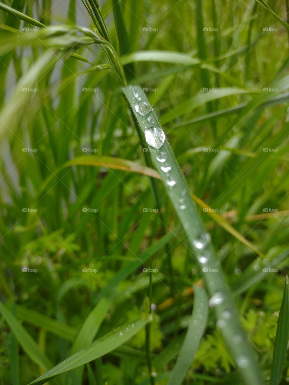 an evening after the rain