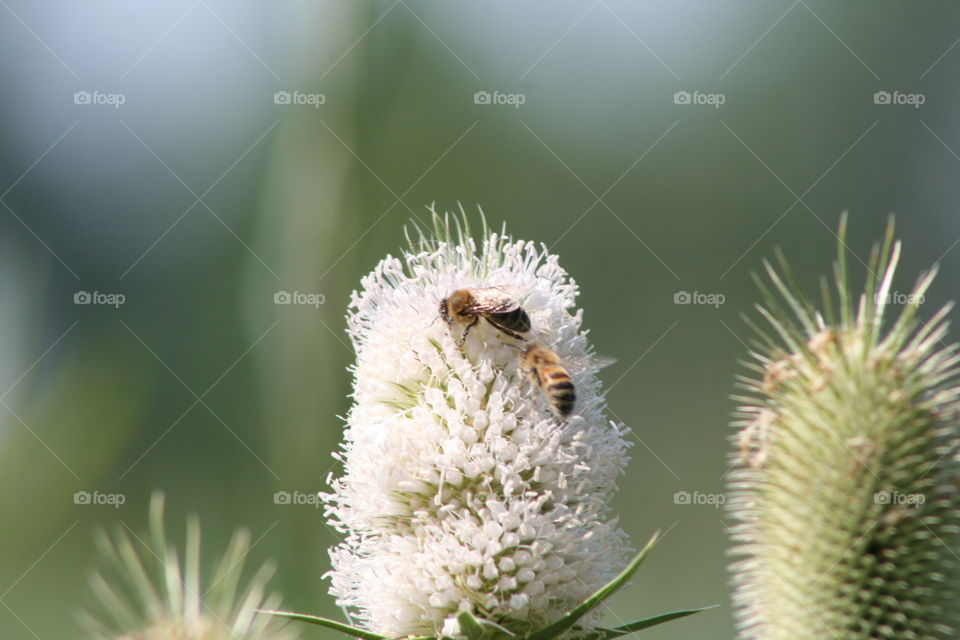 Close-up of honey bee pollinating flower