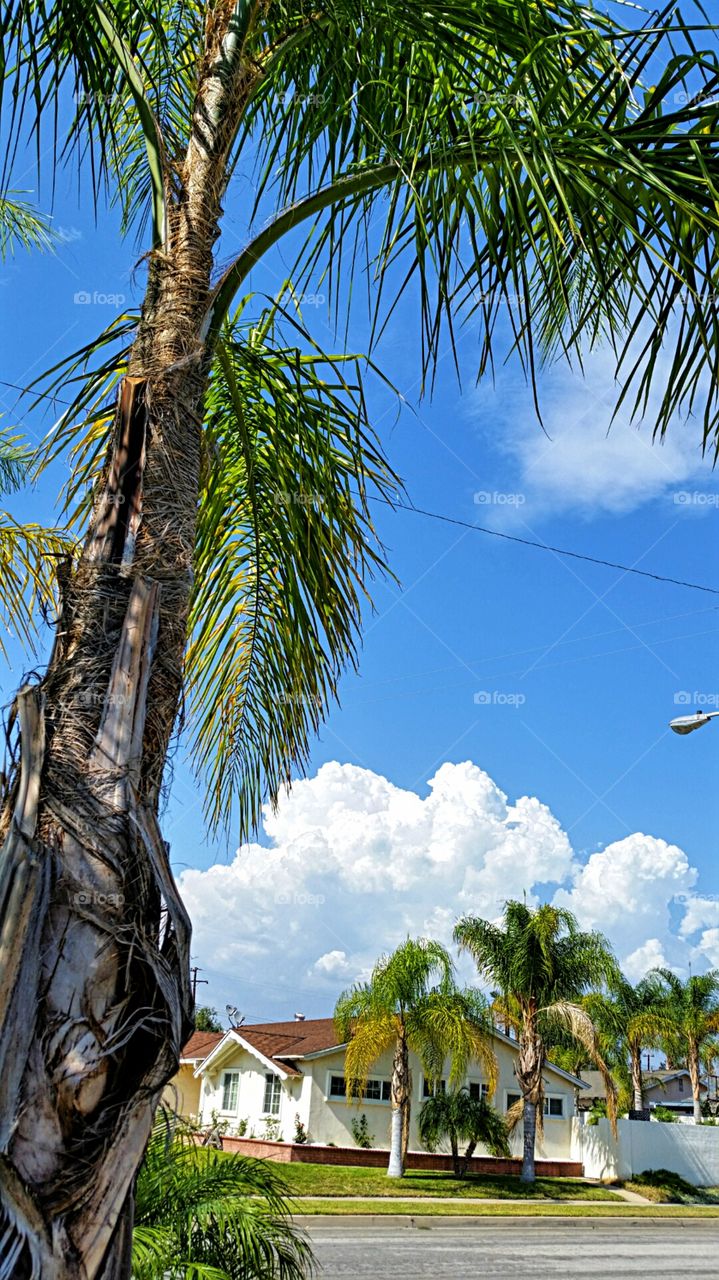 Storm Clouds. Cumulus clouds building behind palm tree.