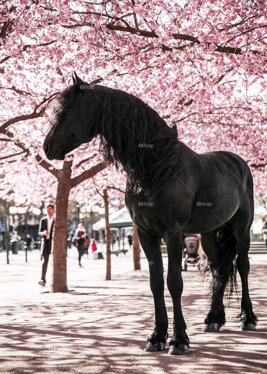 Friesian stallion Martin with the cherry blossom