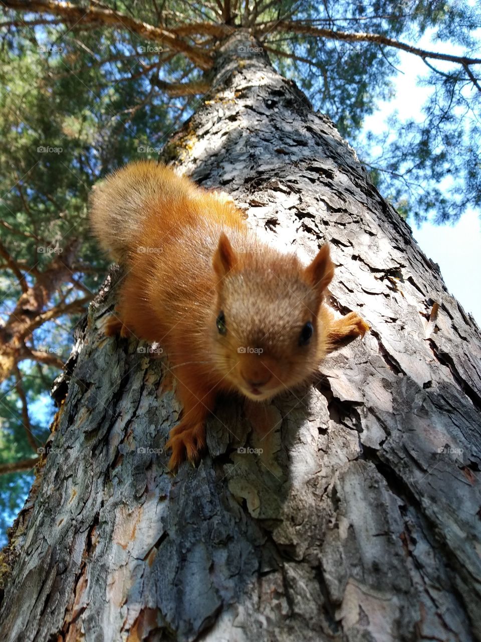 Squirrel