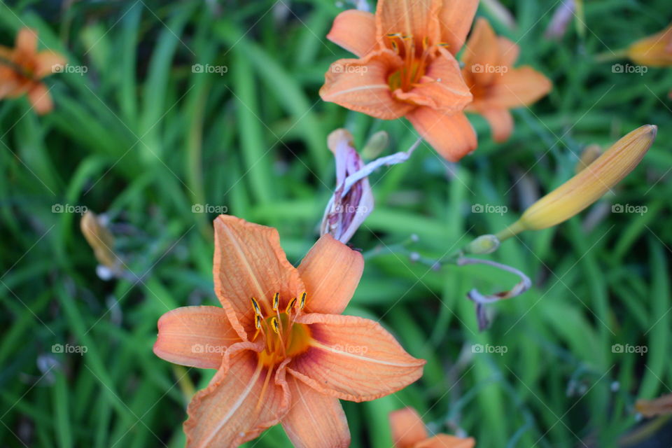 Pair of Lilies