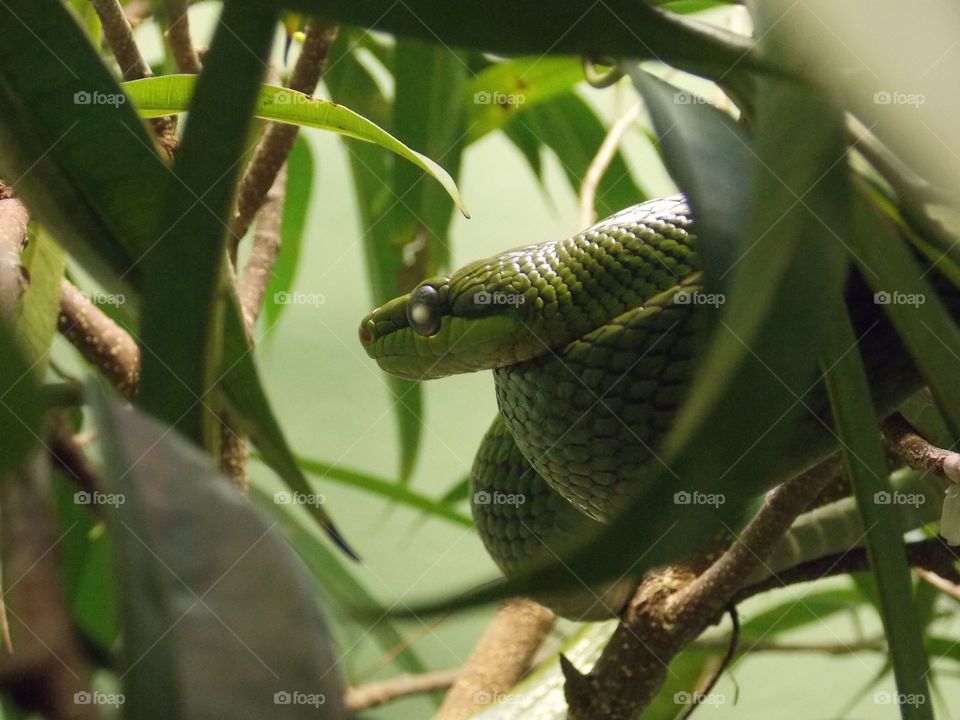Tree Snake. DC pic at zoo nikon