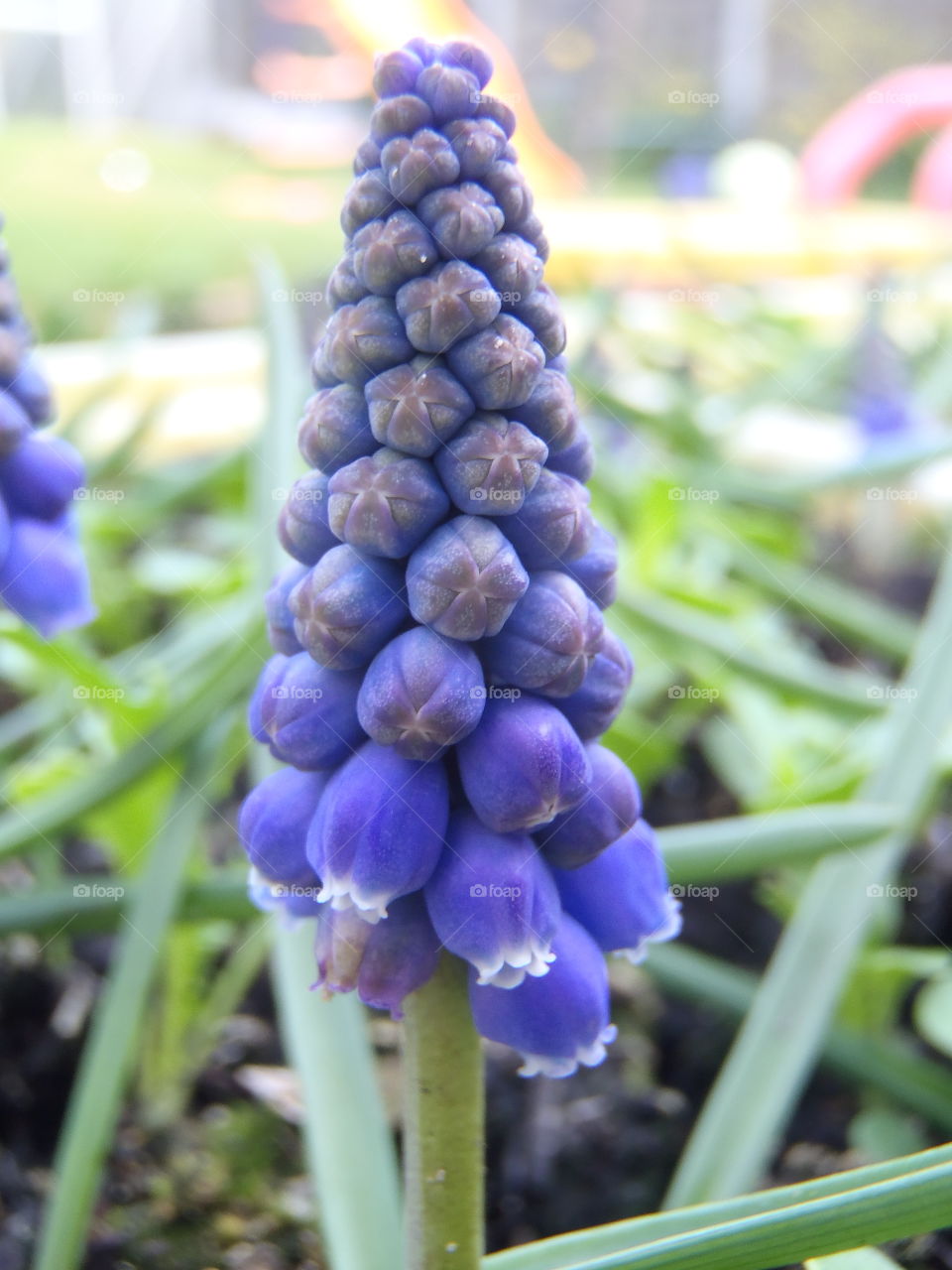 Blue delight for eyes 