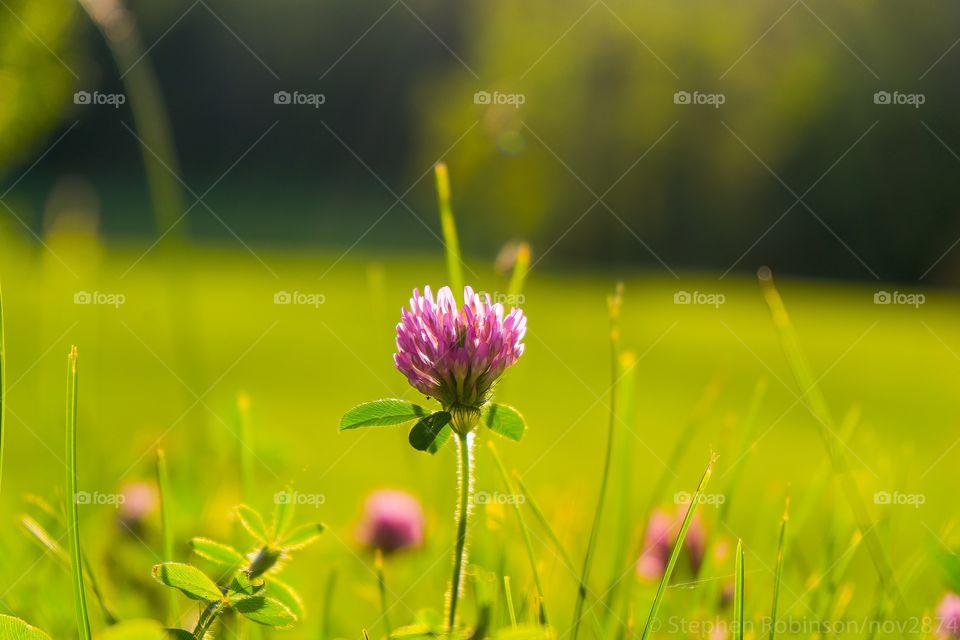 honeysuckle in a field of green