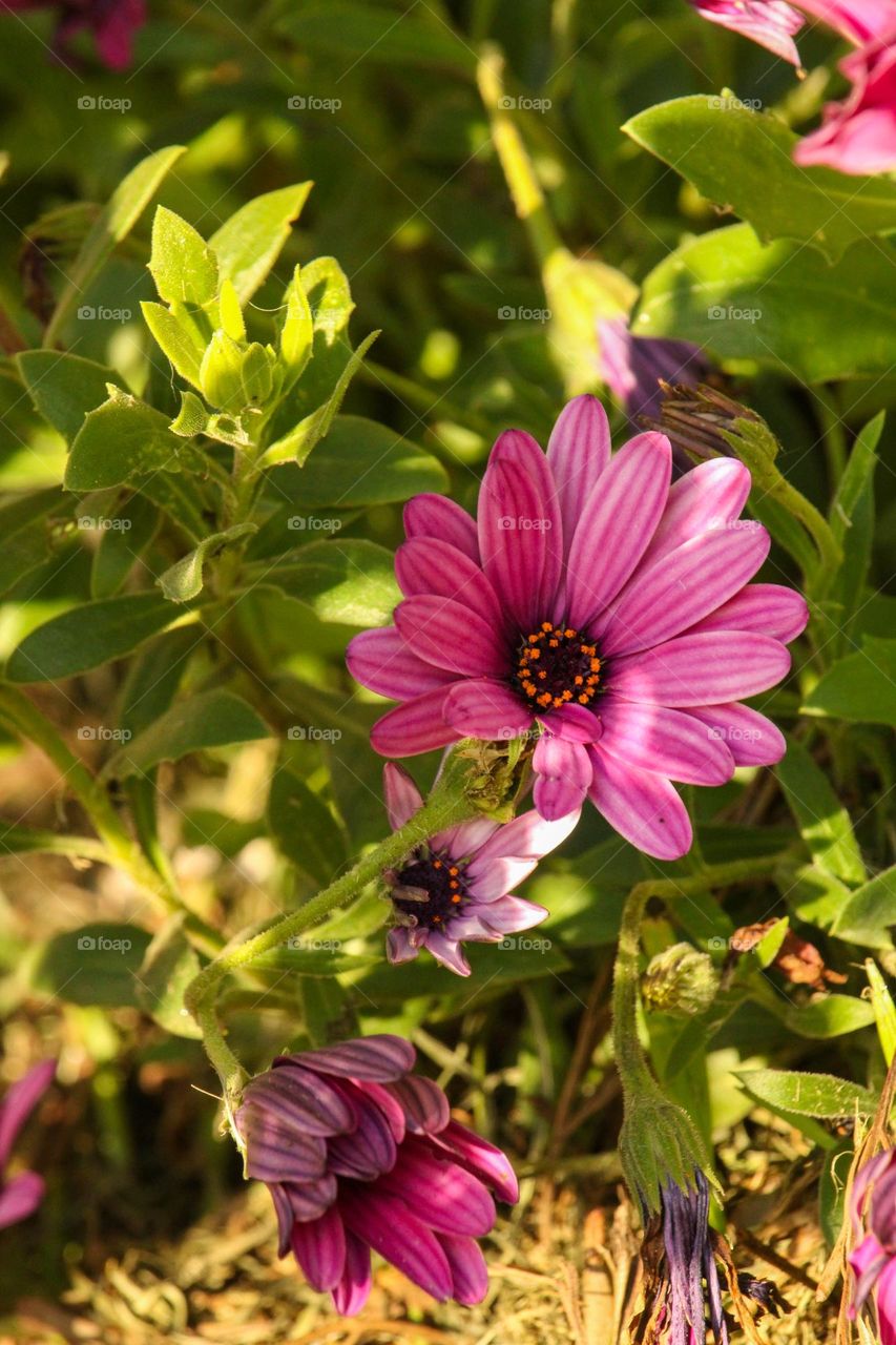 Purple African daisy Vygie flowers in bloom