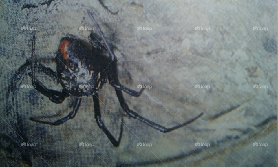 Black Widow  spider is the  most  dangerous spider  and its bite can cause  sever symptoms.