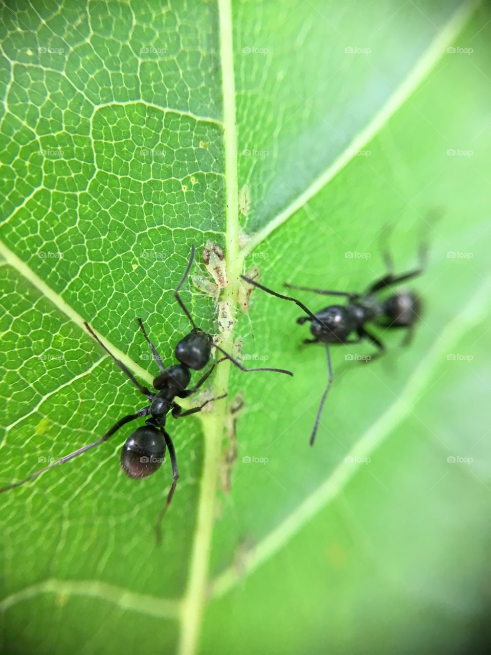 Ants on leaf